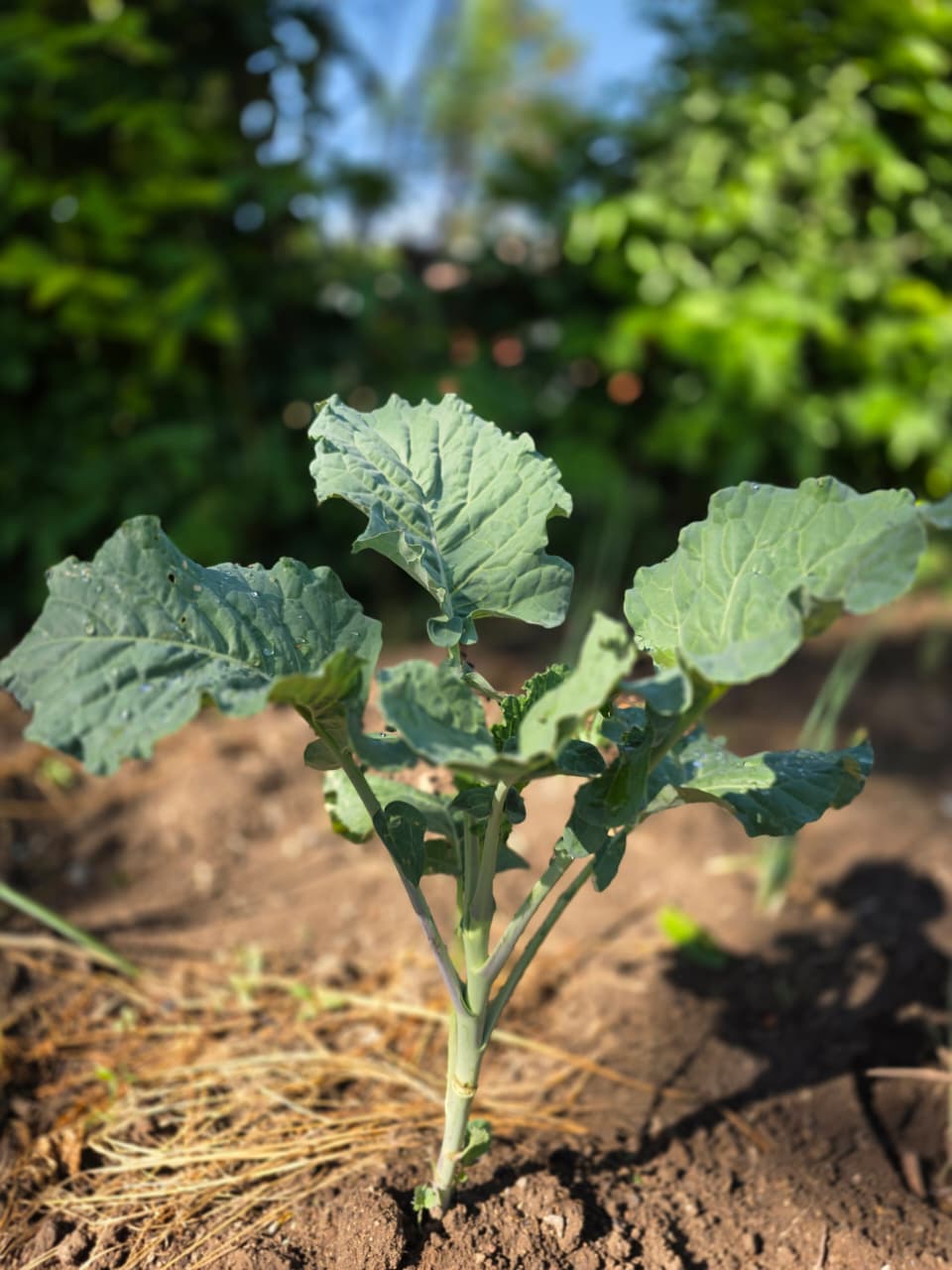 Native and Drought-Resistant Tree Seedlings